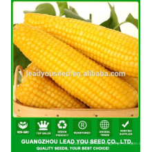 NCO06 Ziyi F1 preço do milho amarelo, fábrica de sementes de milho